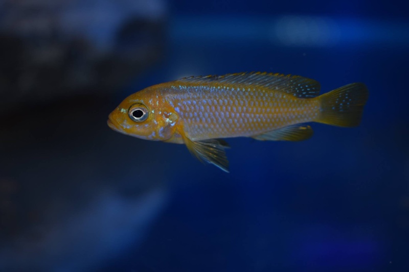 Maylandia sp. 'msobo heteropictus' Thumbi Point